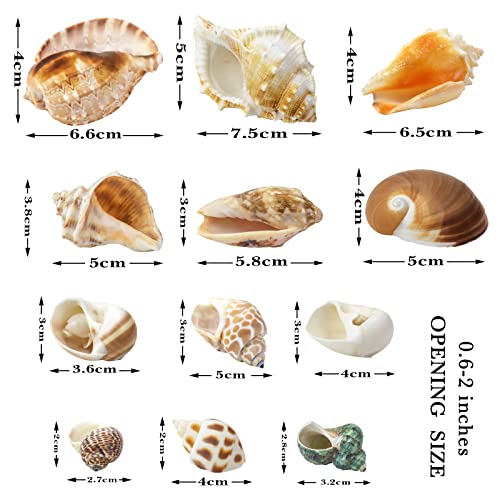 Hermit Crab Shell - Openning Size 0.6"-2" Medium to Large Growth Turbo Seashells Natural Sea Shells for Hermit Crab Supplies, Aquarium Décor, Nautical Decoration (12 Pcs)
