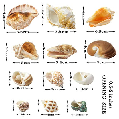 Hermit Crab Shell - Openning Size 0.6"-2" Medium to Large Growth Turbo Seashells Natural Sea Shells for Hermit Crab Supplies, Aquarium Décor, Nautical Decoration (12 Pcs)