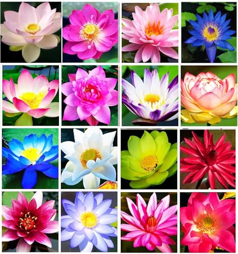 Lotus Seeds for Planting – 30 Pack Water Lotus Flower Seeds, Grow in Bowl, Koi Pond or Container, Easy Aquatic Bonsai Plants, Fast Germination Water Garden Flowers, Beginner Friendly