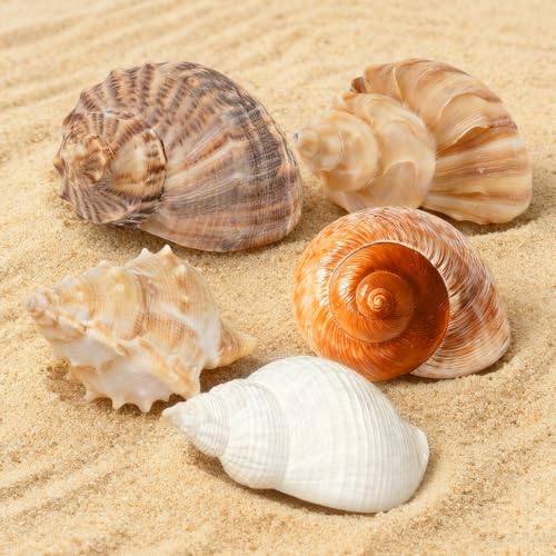 5Pcs Hermit Crab Shells Natural Sea Conch Size: 2"-3" Turbo Seashells for Hermit Crab Supplies Hermit Crab House for Décor No Paint or Dye (Opening Sizes: 1.2-2 inches)