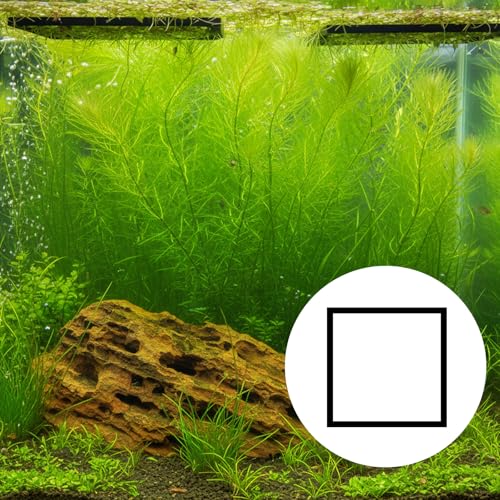20 PCS Fish Feeding Ring, Aquarium Floating Plant Barrier Feeding Ring for Fish Tank Round Square Different Size Corral Foam Circle Fish-Tank Aquarium Accessories for Tank Keep Floating Plants