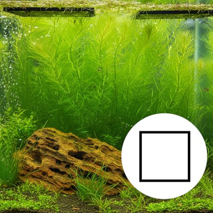 20 PCS Fish Feeding Ring, Aquarium Floating Plant Barrier Feeding Ring for Fish Tank Round Square Different Size Corral Foam Circle Fish-Tank Aquarium Accessories for Tank Keep Floating Plants