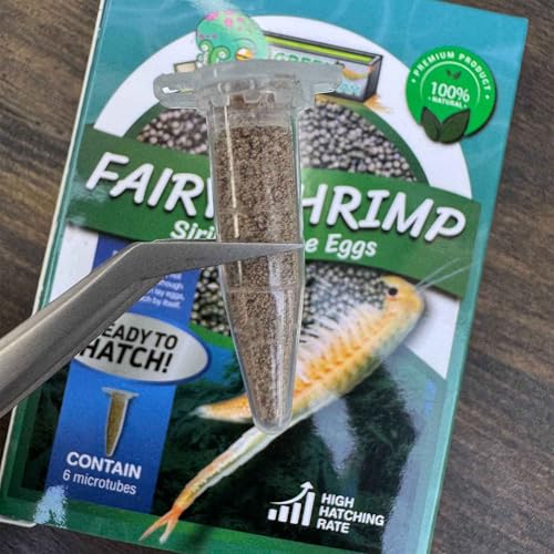 GREEN WATER FARM Fairy Shrimp Sirindhornae Eggs Live Fish Food for Hatching and Culture Suitable for Feed Betta Fish
