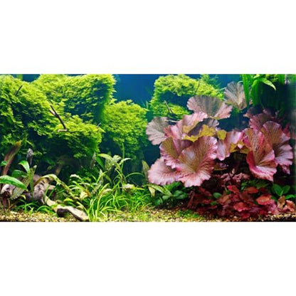 AWERT 24x12 inches Aquatic Plant Aquarium Background River Bed & Lake Fish Tank Background Vinyl - size: 24x12in/60x30cm