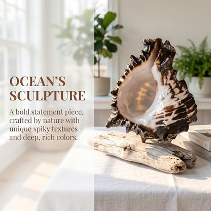 Large Natural Conch Shell - Jumbo Seashells for Decorating, Beach Theme Party, Fish Tank & DIY Crafts - Authentic Magic Conch Shell Decor
