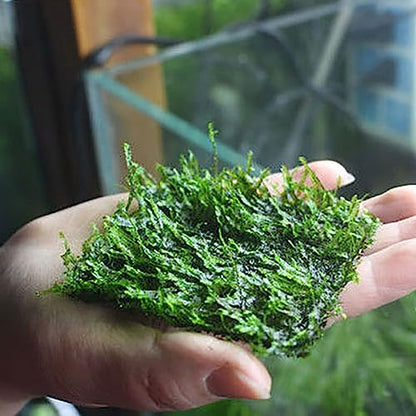 5PCS 10x20cm/4x8inch Stainless Steel Aquarium Moss Net