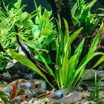 10-Pack River Stone Plant Weights, Natural Aquarium Stone Anchors with 0.89inch Thru Hole, Palm Sized Flat Base, No Float Up for Carpet Plants Shrimp Tank