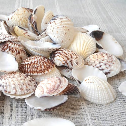 Small Seashells for Crafts, Natural Scallop Shells, Eagle Wing, DIY Assortment, Ocean-Themed Decorations, Fish Tank Plant Gravel, Vase Filler, Wedding and Party Decorations, 220pcs