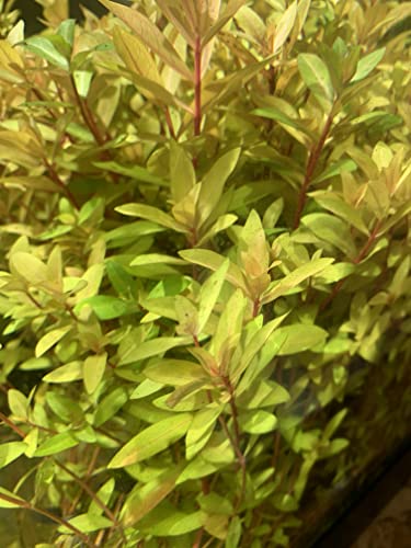 Live Aquarium Plant Variety Pack Amazon Sword Java Moss Anacharis Ludwigia Java Fern and More