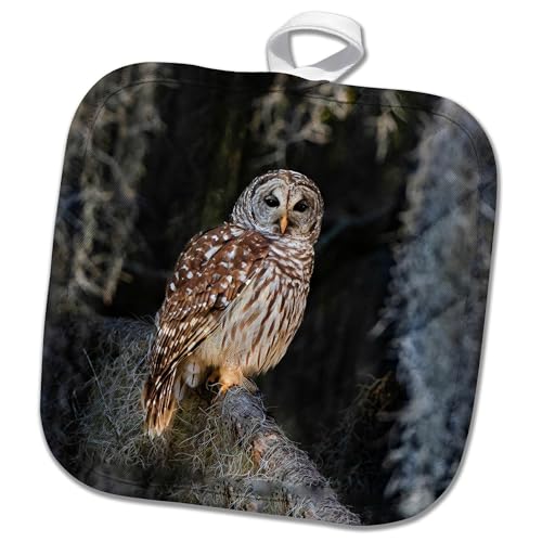 8x8 Potholder - Barred owl Perched in Bald Cypress Forest with Spanish Moss Fauna