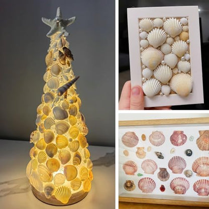 30Pcs Sea Shells, 2''-3'' Natural Scallop Crafts - DIY Beach Seashells Decorating Painting Ocean Themed Party Wedding Shell Bowl Jewelry Holder