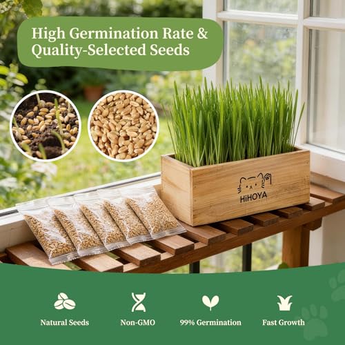 Cat Grass Kit for Indoor Cats - 5 Harvests Cat grass Growing Kit with Wooden Planter, 5 Seed Packets, 6 Soil Disks, Spray Bottle, Tools & Scissors - Natural Hairball Control for Nipping & Nibbling