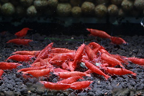 Live Freshwater Aquarium Shrimp - Neocaridina (Painted Fire Red, 10 Pack) - color: Painted Fire Red