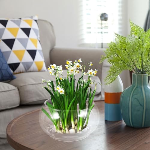Hydroponic Plant Pot Clear Daffodil Bowl for Desktop Decor Durable Fish Tank for Flowers Plants Portable Tiny Aquarium Present for Home Parties