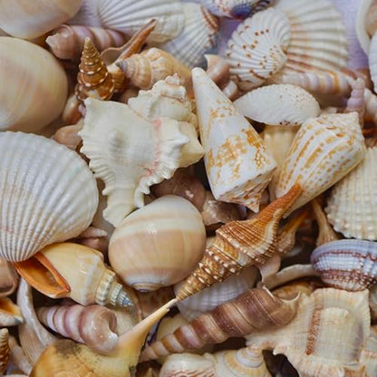 Sea Shells Mixed Beach Seashells, Various Sizes Natural Ocean Seashells Conch for Beach Themed Party DIY Crafts Fishtank Vase Fillers Home Wedding Decorations (15)