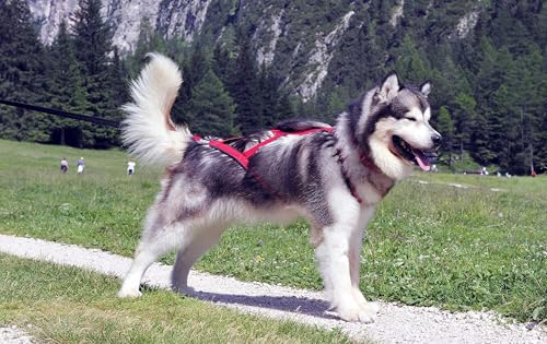 Neewa Pro Sled Dog Harness (Orange, Large (Neck 18 Chest 32 Back 21))