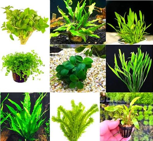 Bucephalandra Collector 3-Pack - Live Aquarium Plants (Assorted Varieties, Loose Rhizome) - Freshwater - Low to Medium Light