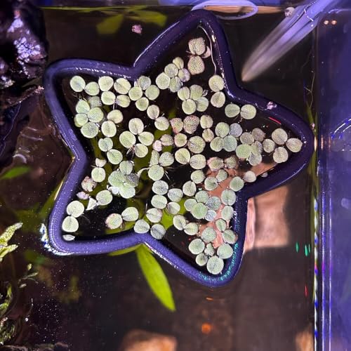 Fish Feeding Portals for Betta & Aquariums | Floating Food Rings & Breathing Windows (Moon Shape) (Black) - color: Black