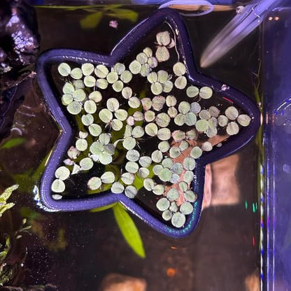 Fish Feeding Portals for Betta & Aquariums | Floating Food Rings & Breathing Windows (Moon Shape) (Clear) - color: Clear