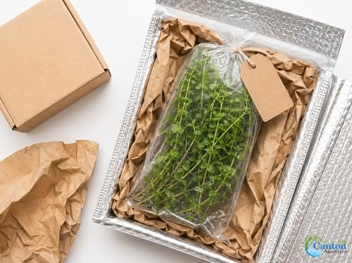 Bacopa Monnieri Moneywort Potted - Live Aquarium Plant for Freshwater Fish Tank, Easy Beginner Background Stem Plant, No CO2 Required, Greenhouse Grown in Texas - size: 2" Pot