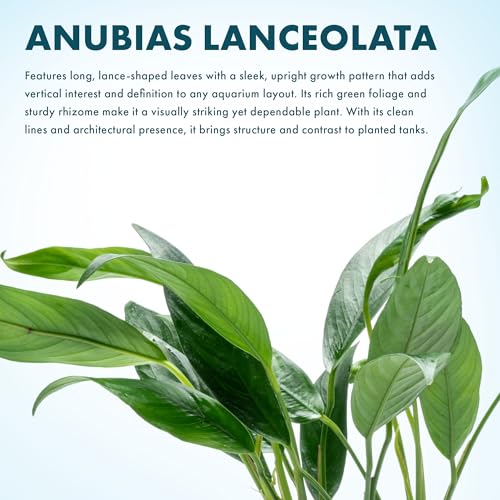 Anubias Live Aquarium Plants - Potted Freshwater Plant for Fish Tanks, Terrariums - Beginner Friendly Low Light (Lanceolata, Mother Plant)