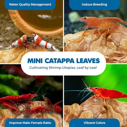 SunGrow 50 Pcs Mini Catappa Indian Almond Leaves for Shrimp Aquariums, Lowers Your Tank's pH and Pet Stress, Creates Better Environment, Unique Practical Decor