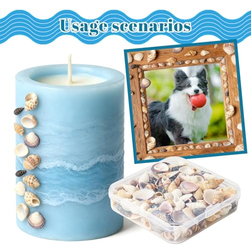 Seashells for Crafts Natural Mixed Seashells, 4 Pack Box,Small Shells for Crafts Mini Shells for Craft, Decoration, Vase Filler(550 pcs)