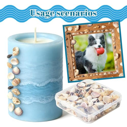 Seashells for Crafts Natural Mixed Seashells, 4 Pack Box,Small Shells for Crafts Mini Shells for Craft, Decoration, Vase Filler(550 pcs)