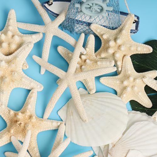 16 Pieces Starfish and Scallop Shells for Crafts 2.6"-3.8" Large Seashells Natural Sea Shells for Crafts Christmas Decor Beach Party Wedding Fishtank