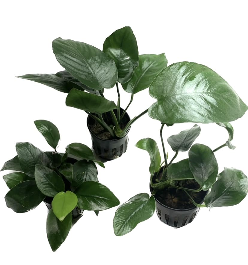 Anubias Barteri Pot Broad Leaf Anubias Easy Live Aquarium Plants Aquatic Plants Buy 2 G1F