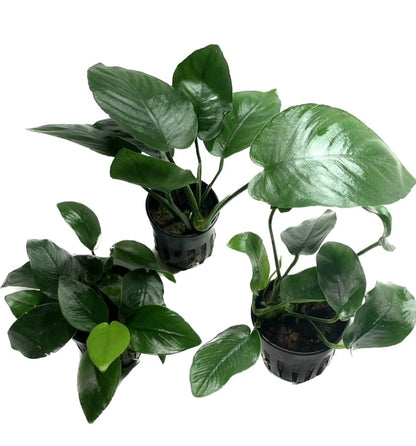 Anubias Barteri Pot Broad Leaf Anubias Easy Live Aquarium Plants Aquatic Plants Buy 2 G1F