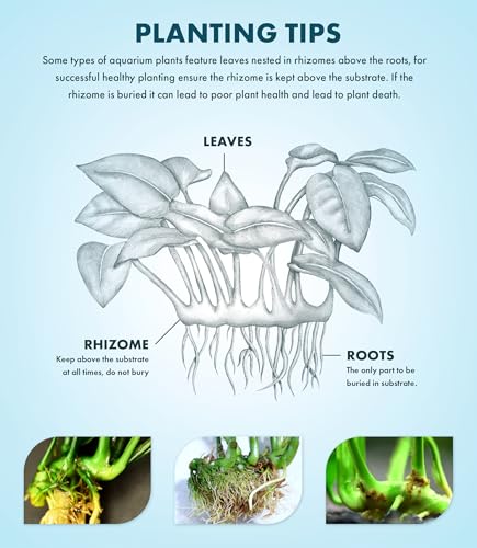Anubias Live Aquarium Plants - Potted Freshwater Plant for Fish Tanks, Terrariums - Beginner Friendly Low Light (Lanceolata, Mother Plant)