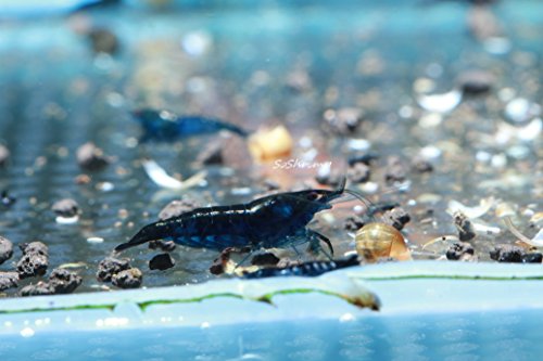 Live Freshwater Aquarium Shrimp - Neocaridina (Blue Diamond, 10 Pack) - color: Blue Diamond