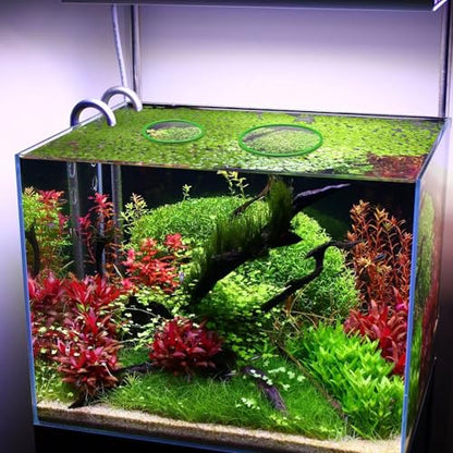 10pcs Fish Feeding Rings Set, Floating Aquarium Plant Corral, Round Feeder Ring Floating Plant Ring, Fish Tank Aquarium Accessories for Betta (Green)