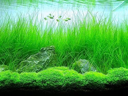 Freshwater Aquarium Decor, Easy Growing Dwarf Carpet for Fish Tank/Terrarium, Natural Aquatic Plant Growth Material – 1 Pack (Long Hair)