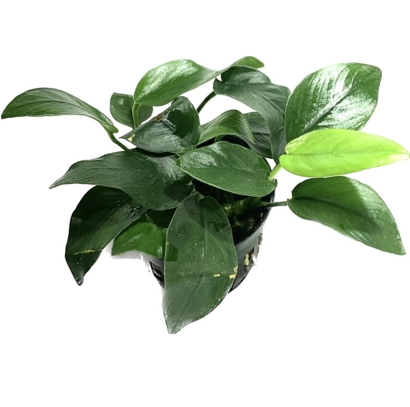 Anubias Barteri Pot Broad Leaf Anubias Easy Live Aquarium Plants Aquatic Plants Buy 2 G1F