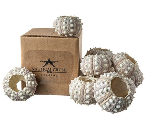 Nautical Crush Trading 12 Purple Sputnik 1.5-3" Sea Urchin Shells - Air Plant Holder - No Plants Included
