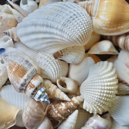 Sea Shells Mixed Beach Seashells, Various Sizes Natural Ocean Seashells Conch for Beach Themed Party DIY Crafts Fishtank Vase Fillers Home Wedding Decorations (15)