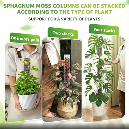 6 Pcs Monstera Moss Pole,Plastic Moss Poles for Climbing Plants Work with Sphagnum Moss,6×16'' Plant Support for Indoor Plants,Garden Ties