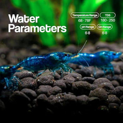 10+ Live Blue Dream Neocaridina Shrimp - Premium Freshwater Aquarium Invertebrates for Planted Tanks, Breeding Stock with Live Arrival Guarantee - color: Blue, size: 10