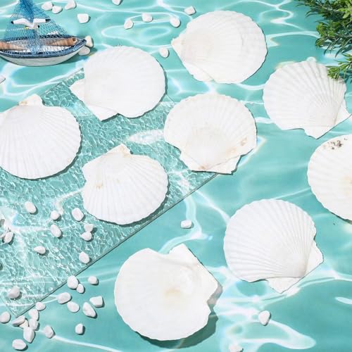 50 Pcs Sea Shell for Crafting Natural Large Scallop White Oyster Shells Bulk for Decorating DIY Home Decor Beach Wedding Ocean Themed Party(3.5''-3.9'') - size: 3.5''-3.9''