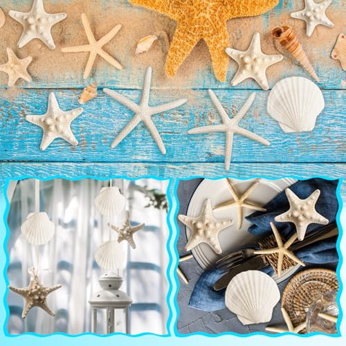 16 Pieces Starfish and Scallop Shells for Crafts 2.6"-3.8" Large Seashells Natural Sea Shells for Crafts Christmas Decor Beach Party Wedding Fishtank