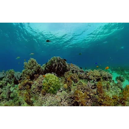Under The Sea Aquarium Background Underwater Tropical Fish Coral Reef Terrarium Backgrounds Ocean World Theme Fish Tank Background Blue Sea Fish Tank Backdrop Coral Tank Decorations Vinyl 72x24in