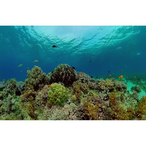 Under The Sea Aquarium Background Underwater Tropical Fish Coral Reef Terrarium Backgrounds Ocean World Theme Fish Tank Background Blue Sea Fish Tank Backdrop Coral Tank Decorations Vinyl 72x24in