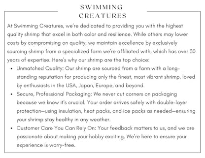 Swimming Creatures™ 10 Mixed Premium High-Grade Neocaridina Freshwater Aquarium Shrimp Live (Assortment of 4 colors)