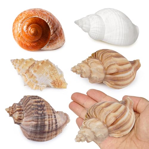 5Pcs Hermit Crab Shells Natural Sea Conch Size: 2"-3" Turbo Seashells for Hermit Crab Supplies Hermit Crab House for Décor No Paint or Dye (Opening Sizes: 1.2-2 inches)