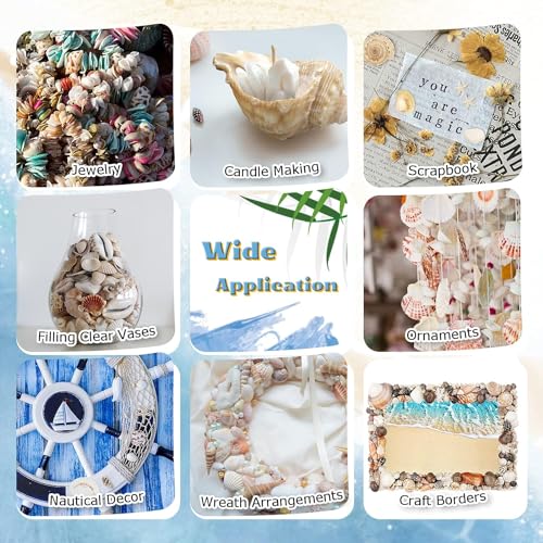 Sea Shells Mixed Beach Seashells, Various Sizes Natural Ocean Seashells Conch for Beach Themed Party DIY Crafts Fishtank Vase Fillers Home Wedding Decorations (15)