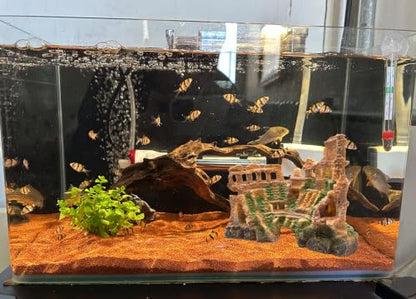 M2cbridge Aquarium Decor Antique Roman Column Ruin European Castle Underwater Landscape(Rome Colosseum) - color: Rome Colosseum