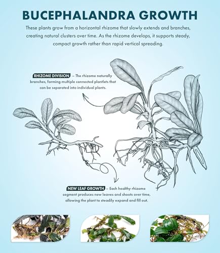 Bucephalandra Brownie Athena Live Aquarium Plant - Natural Freshwater Fish Tank Decorations, Aquatic Décor - Small Clump (3-5 Plants)