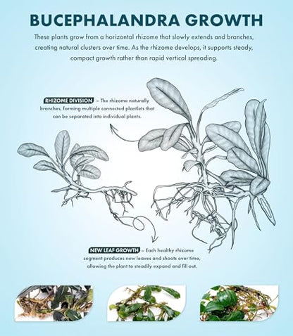 Bucephalandra Brownie Athena Live Aquarium Plant - Natural Freshwater Fish Tank Decorations, Aquatic Décor - Small Clump (3-5 Plants)